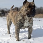 Presa Canario