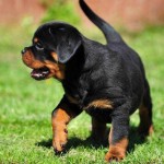 Rottweiler